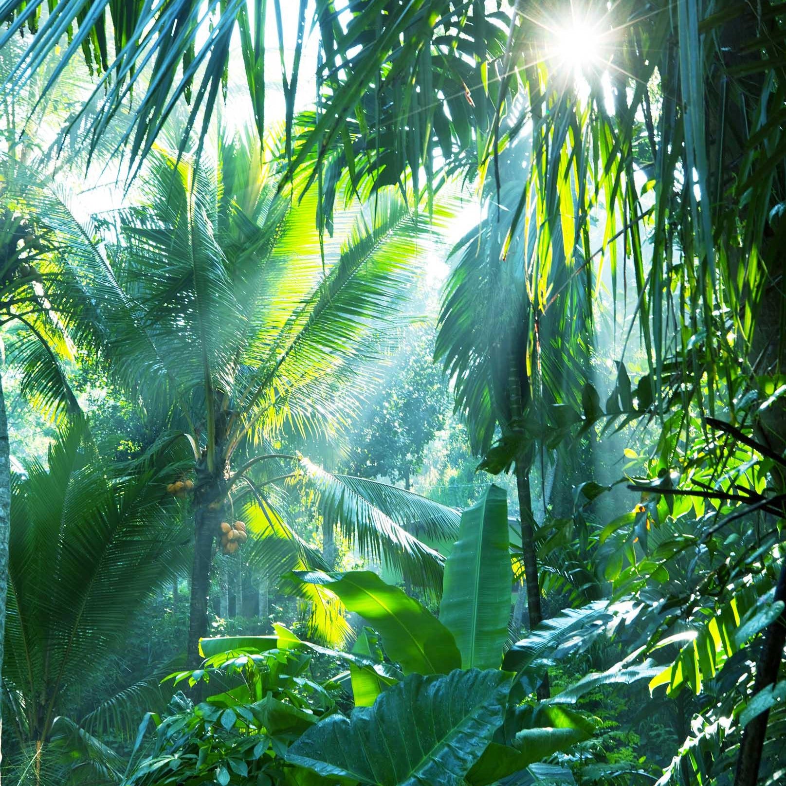 3D Green Tropical Rainforest Quilt Cover Set Bedding Set Pillowcases 103- Jess Art Decoration