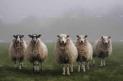 3D Meadow Sheep Animal Wall Mural Wallpaper LQH 218- Jess Art Decoration