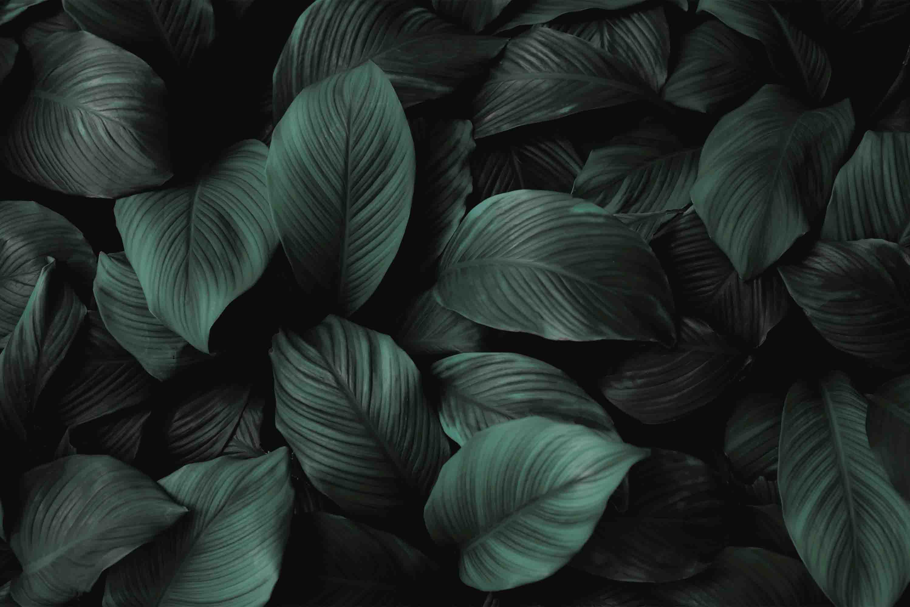 3D Leaves Reality Photo Green Plant Wall Mural Wallpaper JN 4- Jess Art Decoration