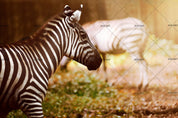 3D Animal Zebra Wall Mural Wallpaper 59 LQH- Jess Art Decoration