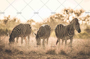 3D Animal Wild Zebra Wall Mural Wallpaper 60 LQH- Jess Art Decoration