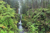 3D Hoh Rain Forest Landscape Wall Mural Wallpaper LQH 212- Jess Art Decoration