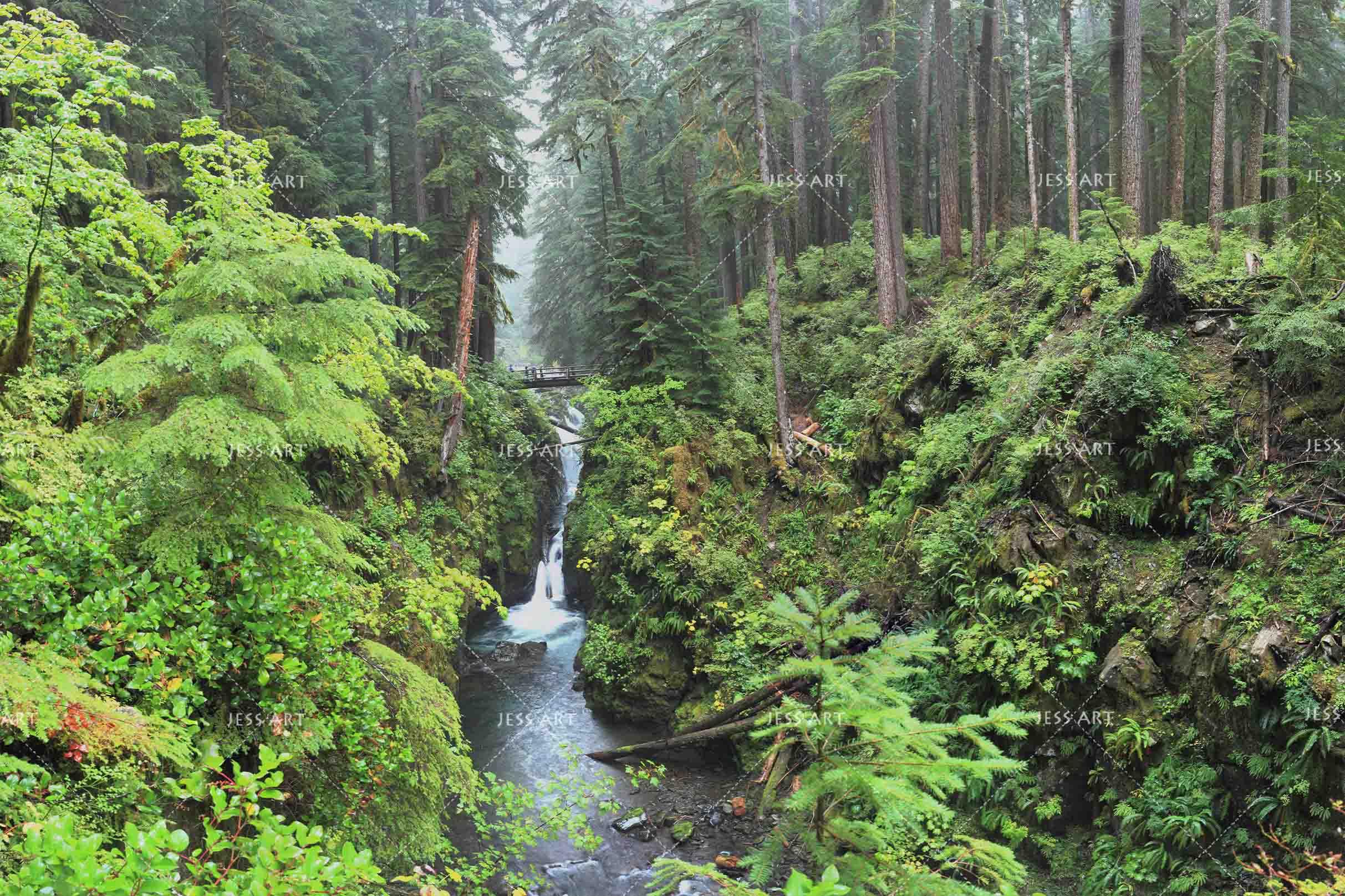 3D Hoh Rain Forest Landscape Wall Mural Wallpaper LQH 212- Jess Art Decoration
