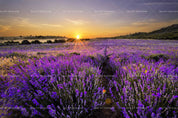 3D Sunrise Purple Fields Wall Mural Wallpaper 8- Jess Art Decoration