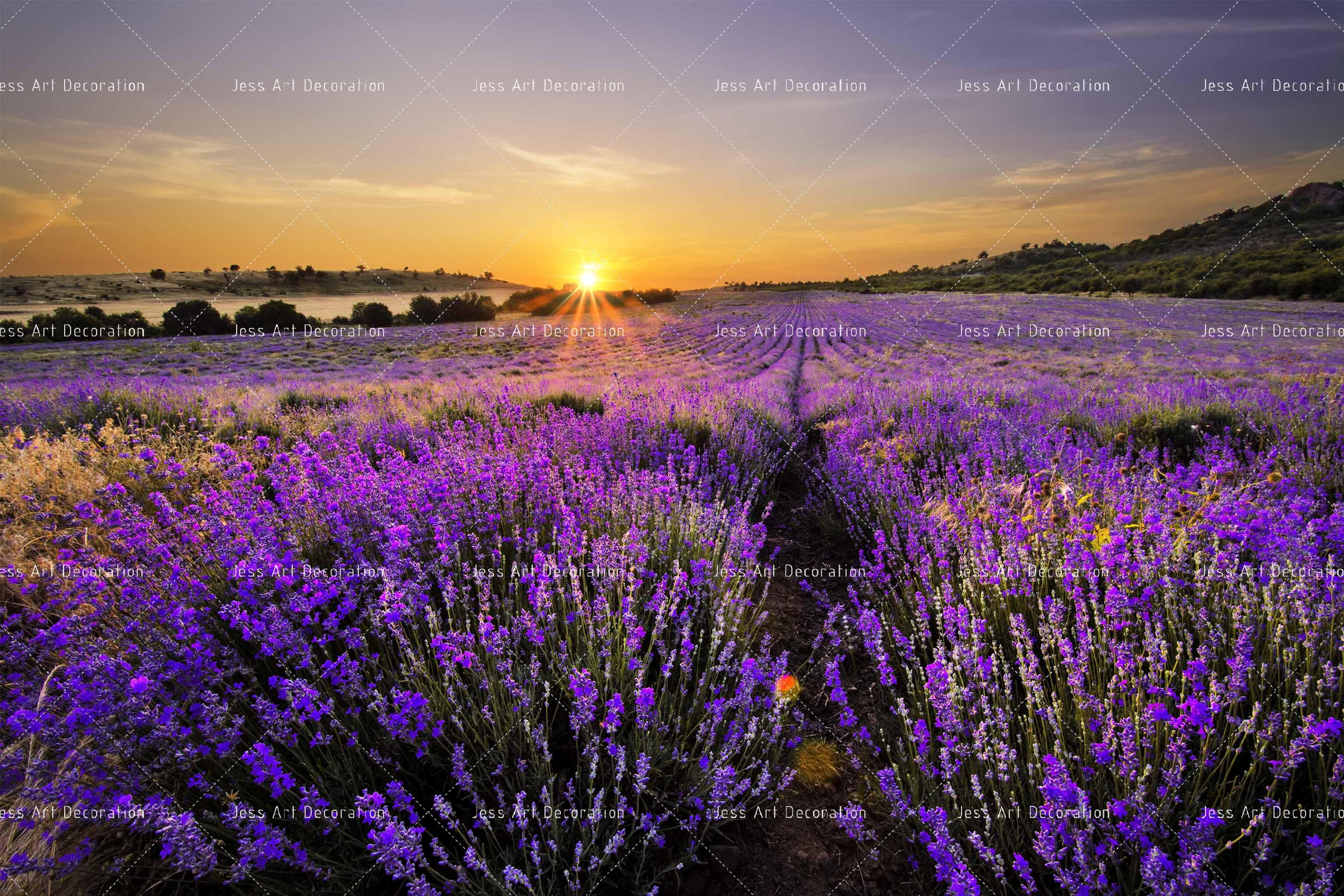 3D Sunrise Purple Fields Wall Mural Wallpaper 8- Jess Art Decoration