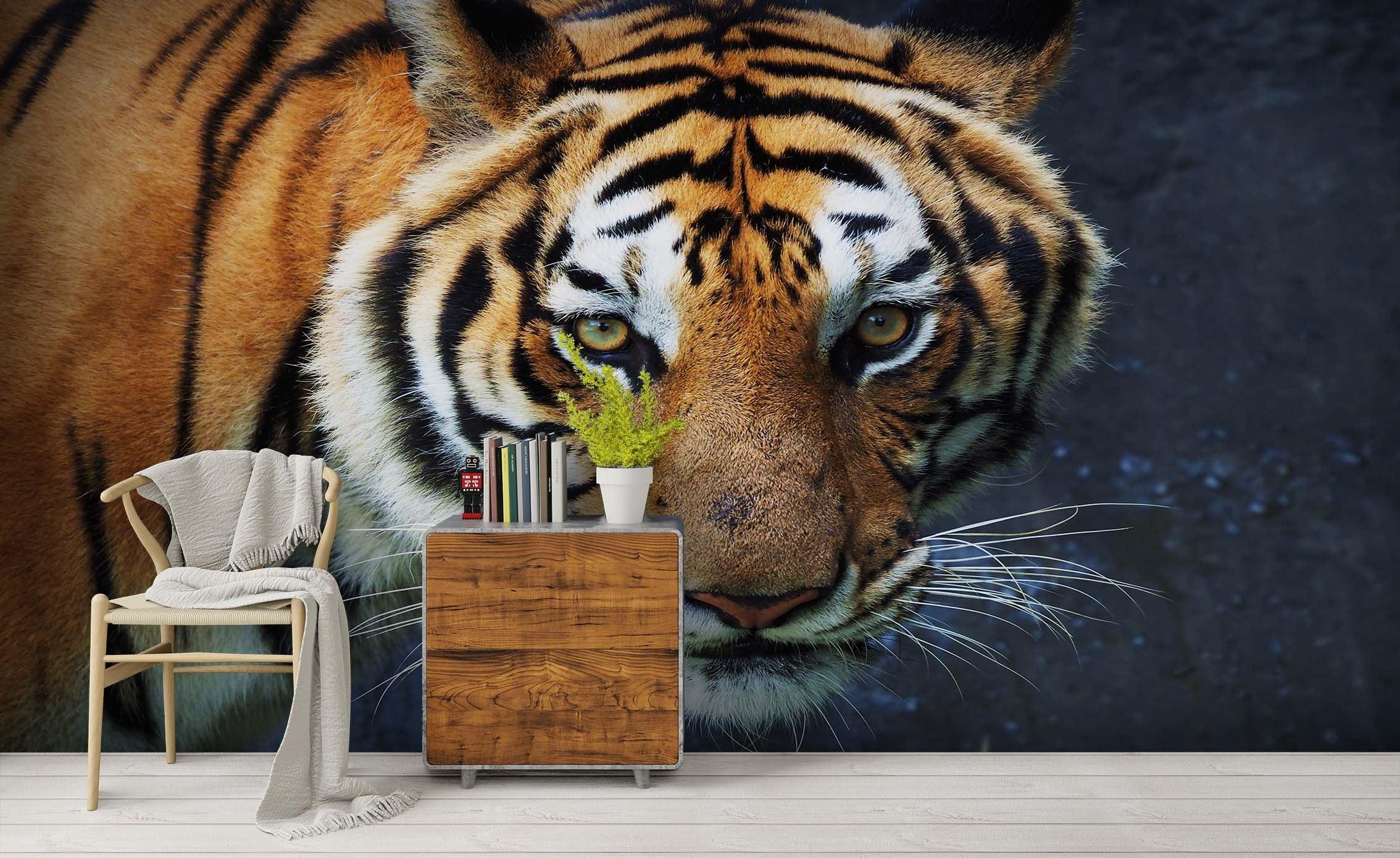 3D Animal Tiger Wall Mural Wallpaper 121 LQH- Jess Art Decoration