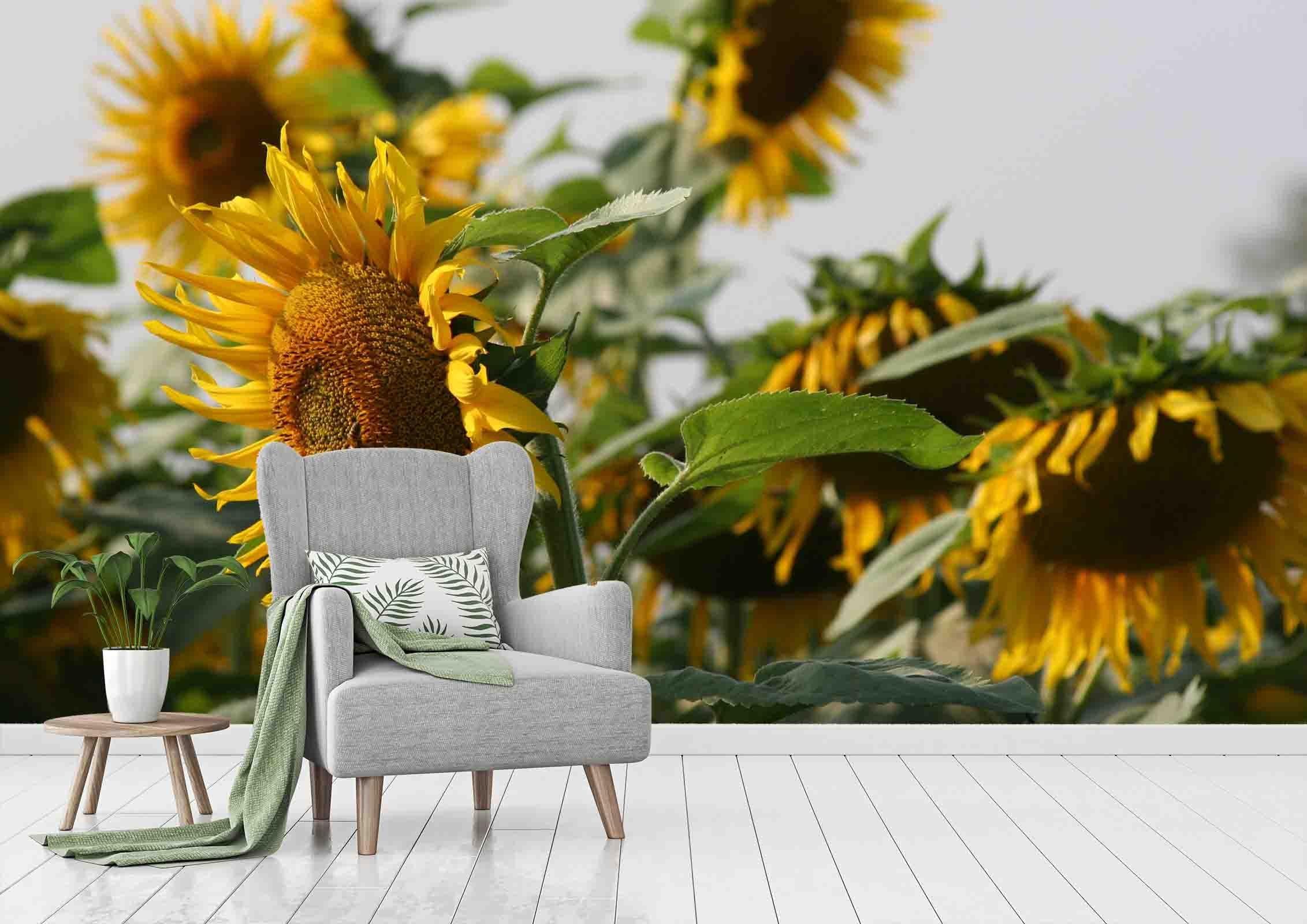 3D Sunflowers Wall Mural Wallpaper SF72- Jess Art Decoration
