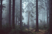 3D Plant Forest Green Landscape Wall Mural Wallpaper LLL 1771- Jess Art Decoration