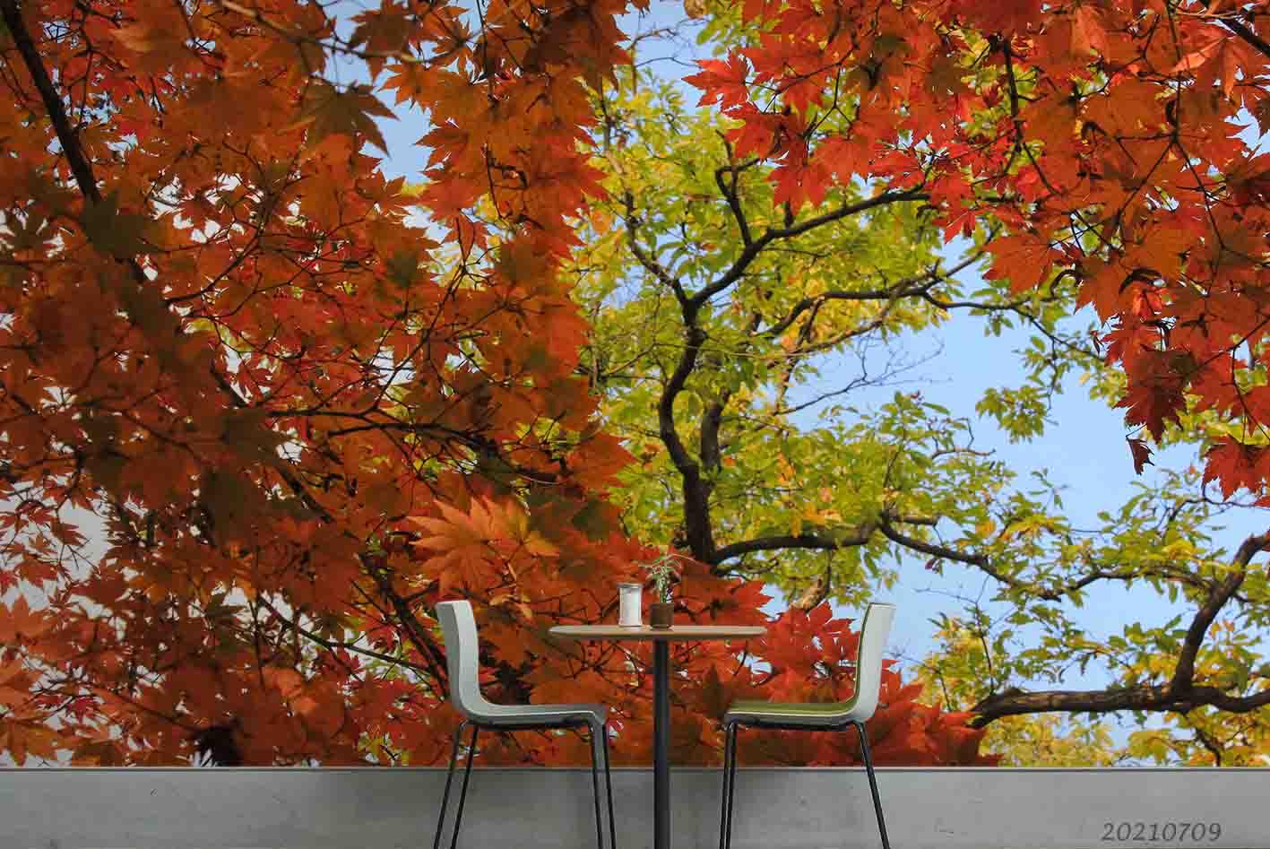 3D Red Maple Golden Leaf Wall Wall Mural Wallpaper SWW4377- Jess Art Decoration