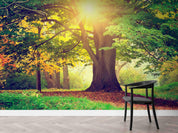 3D Plant Tree Sunshine Landscape Wall Mural Wallpaper LLL 1919- Jess Art Decoration
