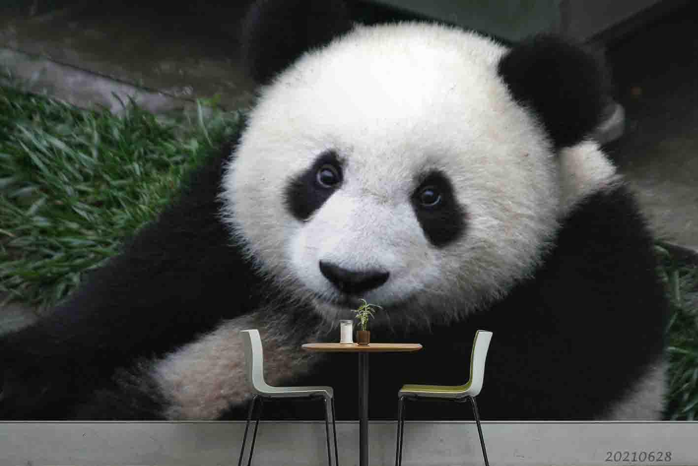3D Wild Animal Panda Wall Mural Wallpaper LQH 208- Jess Art Decoration