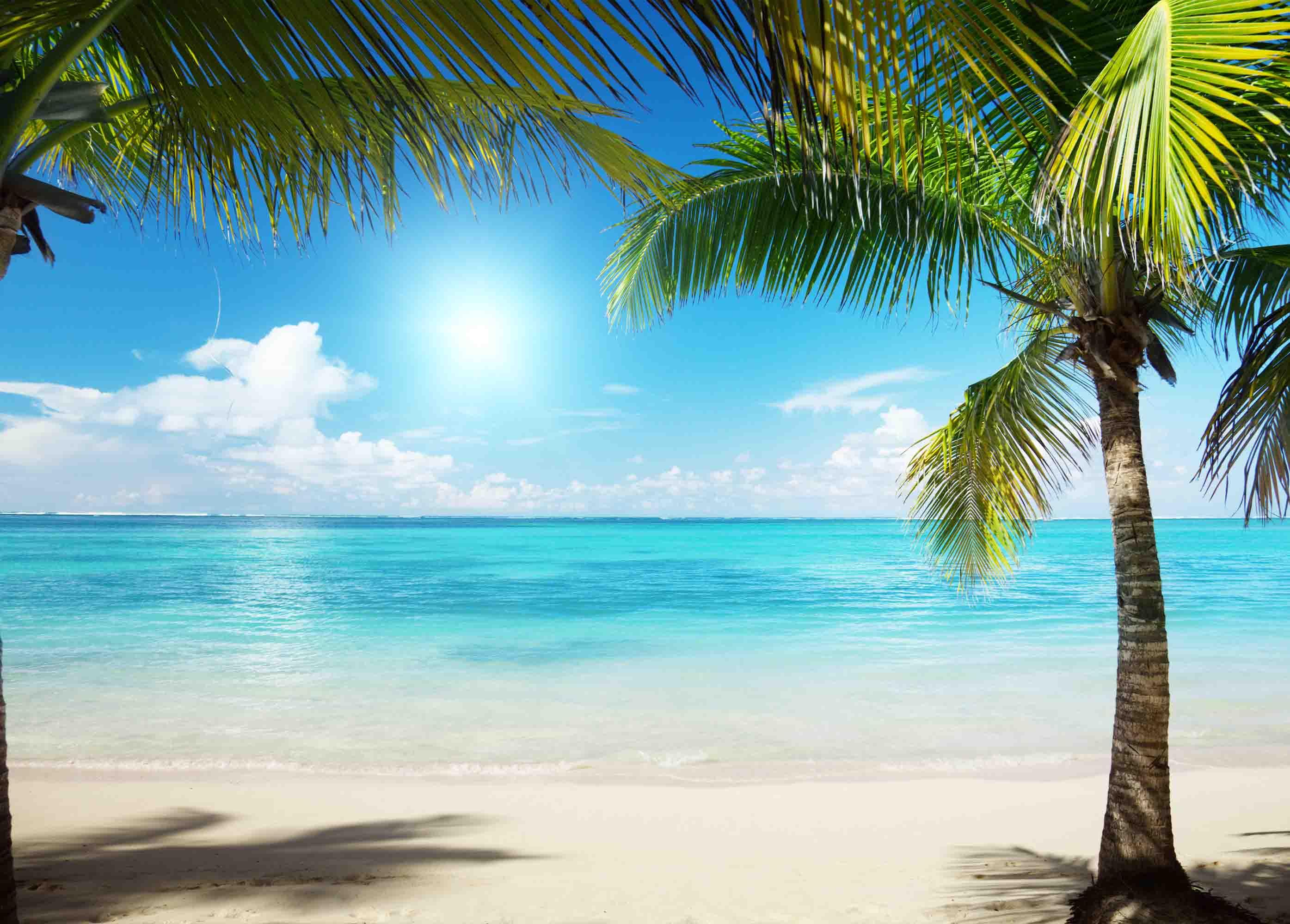 3D Beach Sky Plant Coconut Tree Blue Landscape Wall Mural Wallpaper LLL 2012- Jess Art Decoration