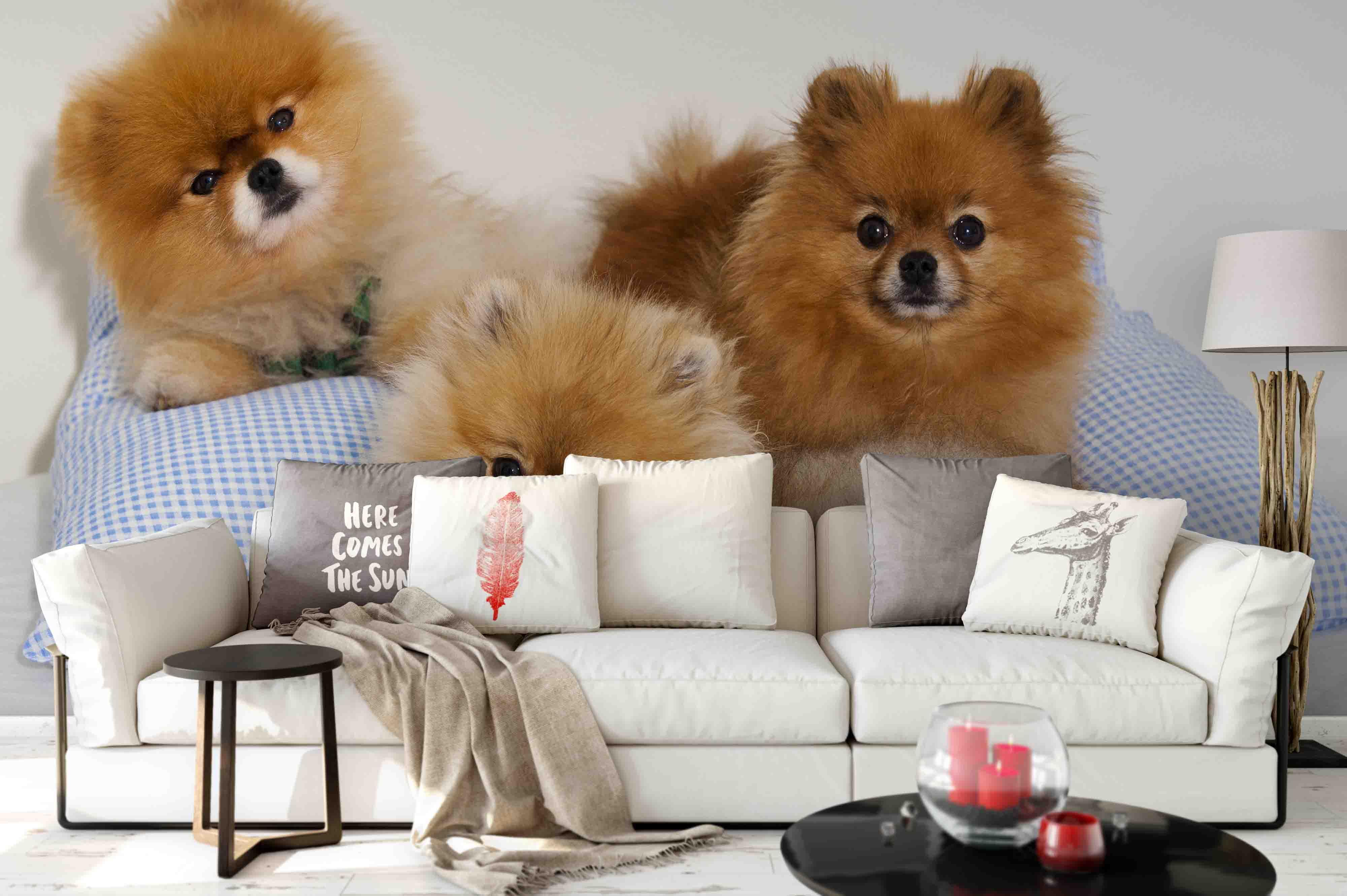 3D Pillow Puppy Dog Wall Mural Wallpaper 116- Jess Art Decoration