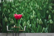 3D Red Tulip Floral Wall Mural Wallpaper LQH 4- Jess Art Decoration