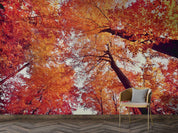 3D Plant Forest Maple Leaf Red Landscape Wall Mural Wallpaper LLL 1968- Jess Art Decoration