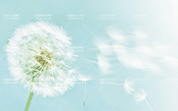 3D Blue Dandelion Wall Mural Wallpaper 364- Jess Art Decoration