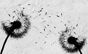 3D Black White Dandelion Wall Mural Wallpaper 390- Jess Art Decoration