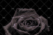 3D Black Rose Wall Mural Wallpaper 4- Jess Art Decoration