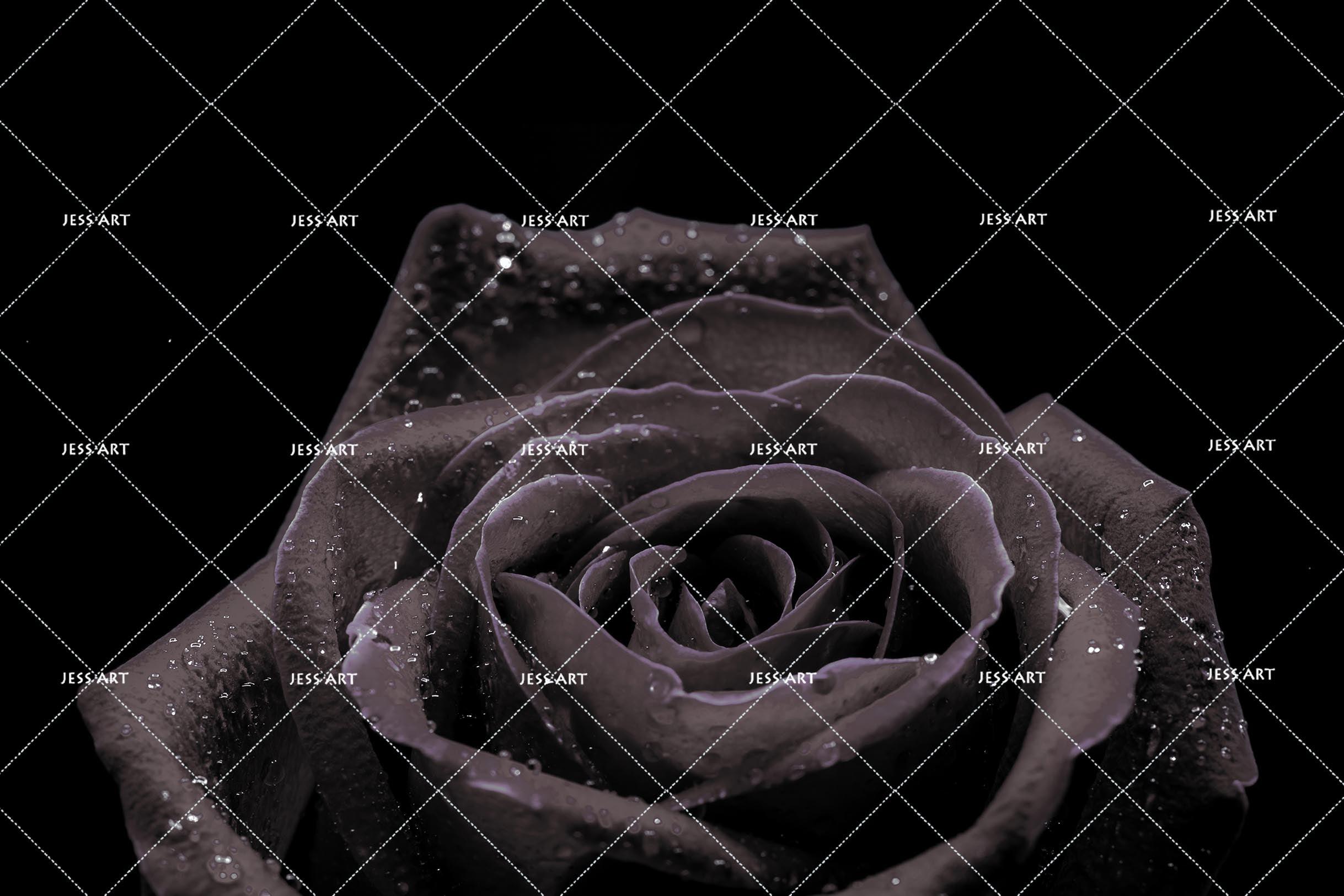 3D Black Rose Wall Mural Wallpaper 4- Jess Art Decoration