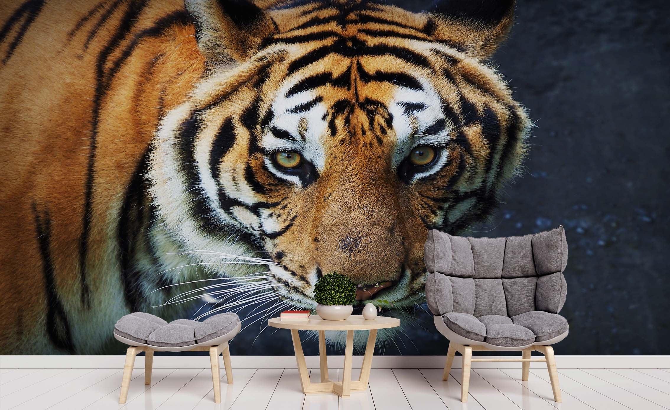 3D Animal Tiger Wall Mural Wallpaper 121 LQH- Jess Art Decoration