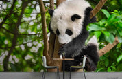 3D Wild Animal Panda Forest Wall Mural Wallpaper LQH 204- Jess Art Decoration