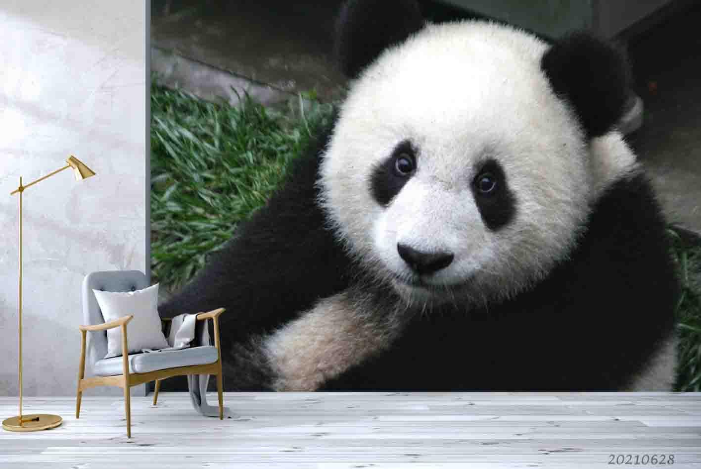 3D Wild Animal Panda Wall Mural Wallpaper LQH 208- Jess Art Decoration