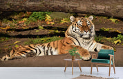 3D Forest Animal Tiger Wall Mural Wallpaper LQH 174- Jess Art Decoration