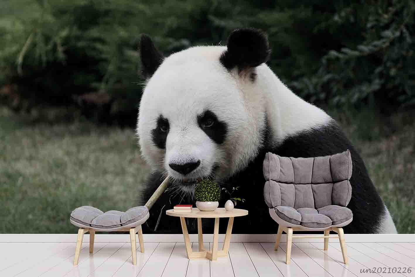 3D Cute Animal Panda Wall Mural Wallpaper LQH 78- Jess Art Decoration