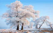 3D Rime Wall Mural Wallpaperpe  493- Jess Art Decoration