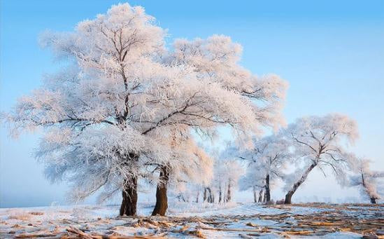 3D Rime Wall Mural Wallpaperpe  493- Jess Art Decoration