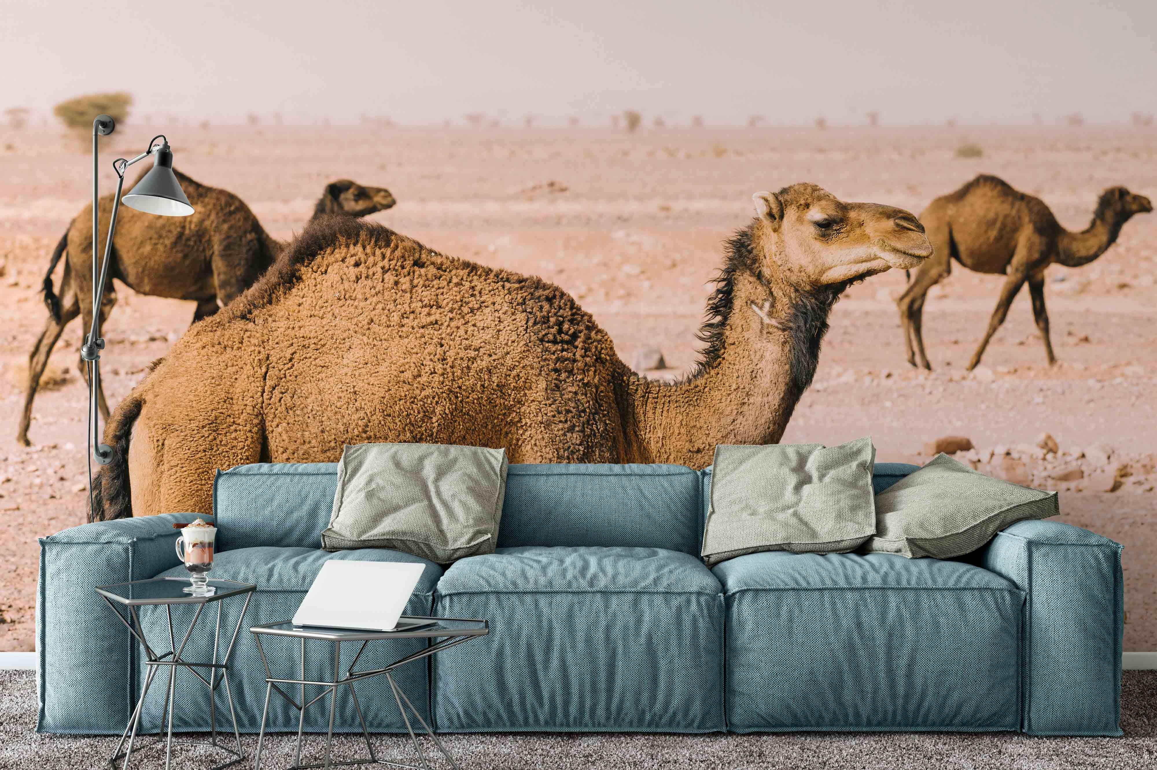 3D Camel Desert Wall Mural Wallpaper 22- Jess Art Decoration