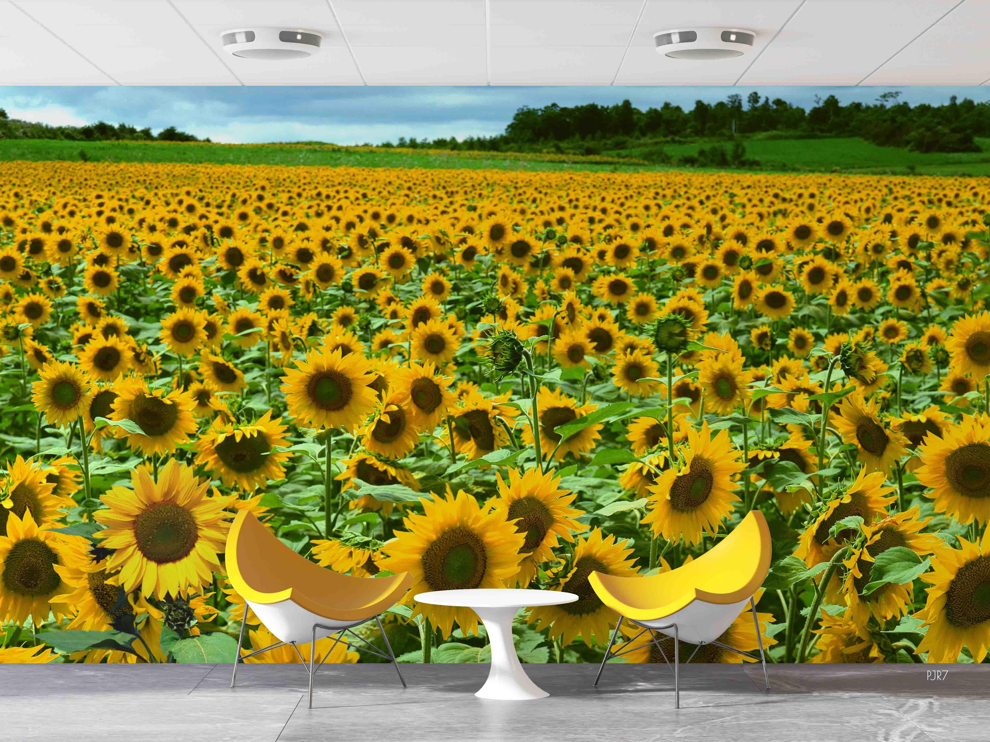 3D Sunflower Field bright sunflower landscape wall mural wallpaper for living room - view 4