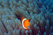 3D Sea Coral Fish Wall Mural Wallpaper LQH 83- Jess Art Decoration