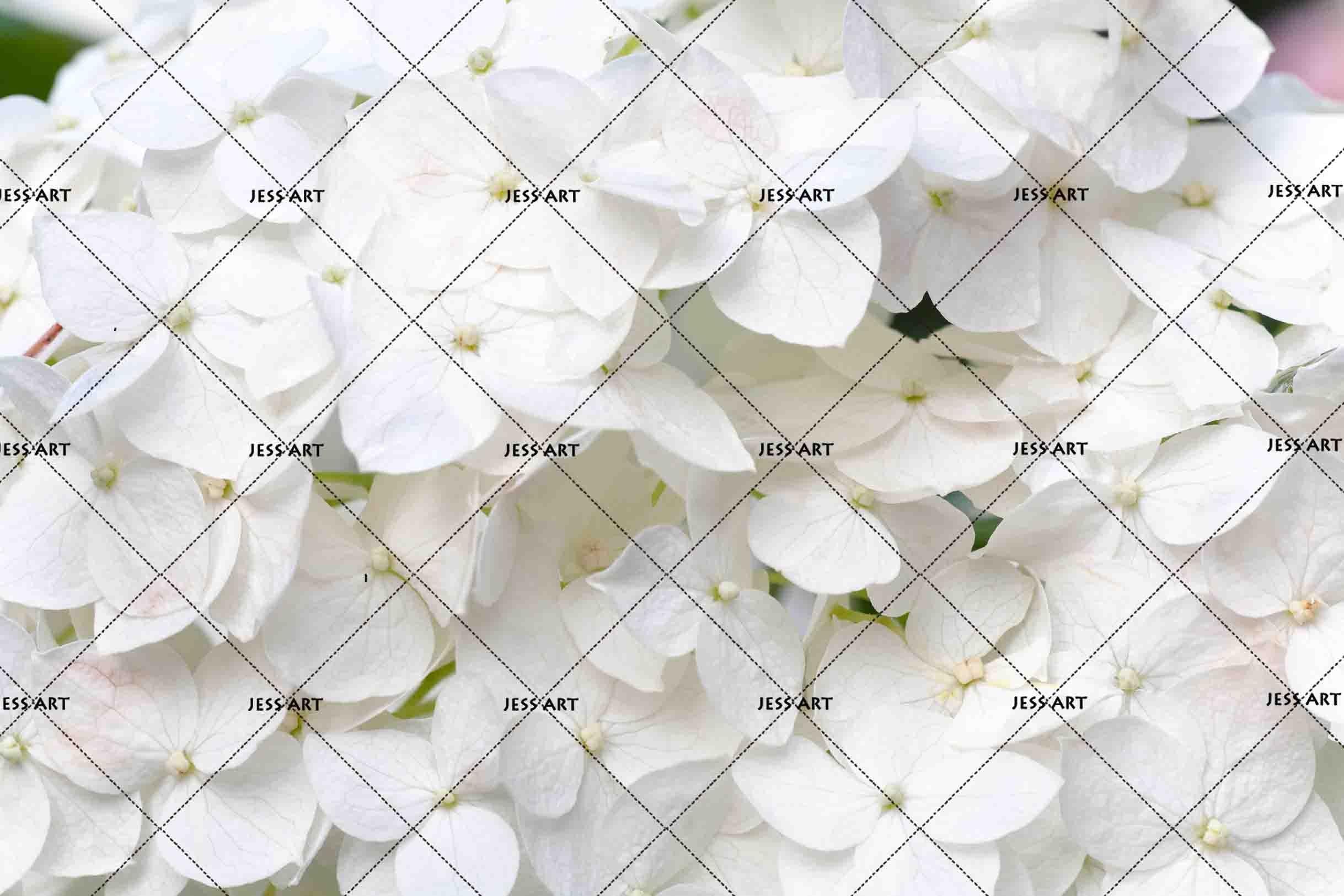 3D White Floral Petal Wall Mural Wallpaper 18- Jess Art Decoration