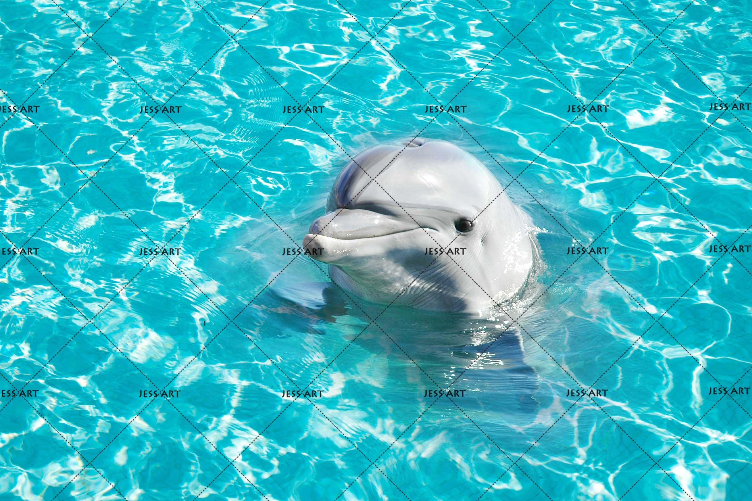 3D Blue Ocean Dolphin Wall Mural Wallpaper 161- Jess Art Decoration