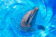 3D Blue Ocean Dolphin Wall Mural Wallpaper 157- Jess Art Decoration