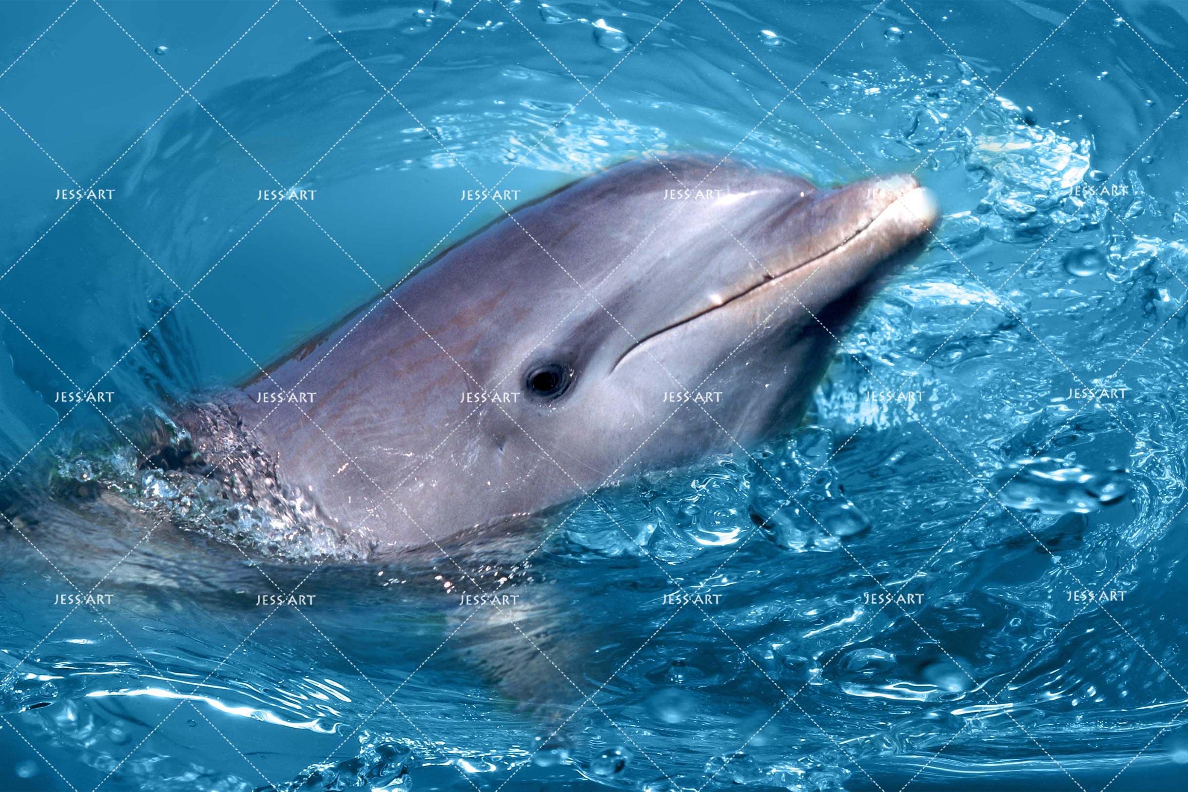 3D Blue Sea Dolphin Wall Mural Wallpaper 148- Jess Art Decoration