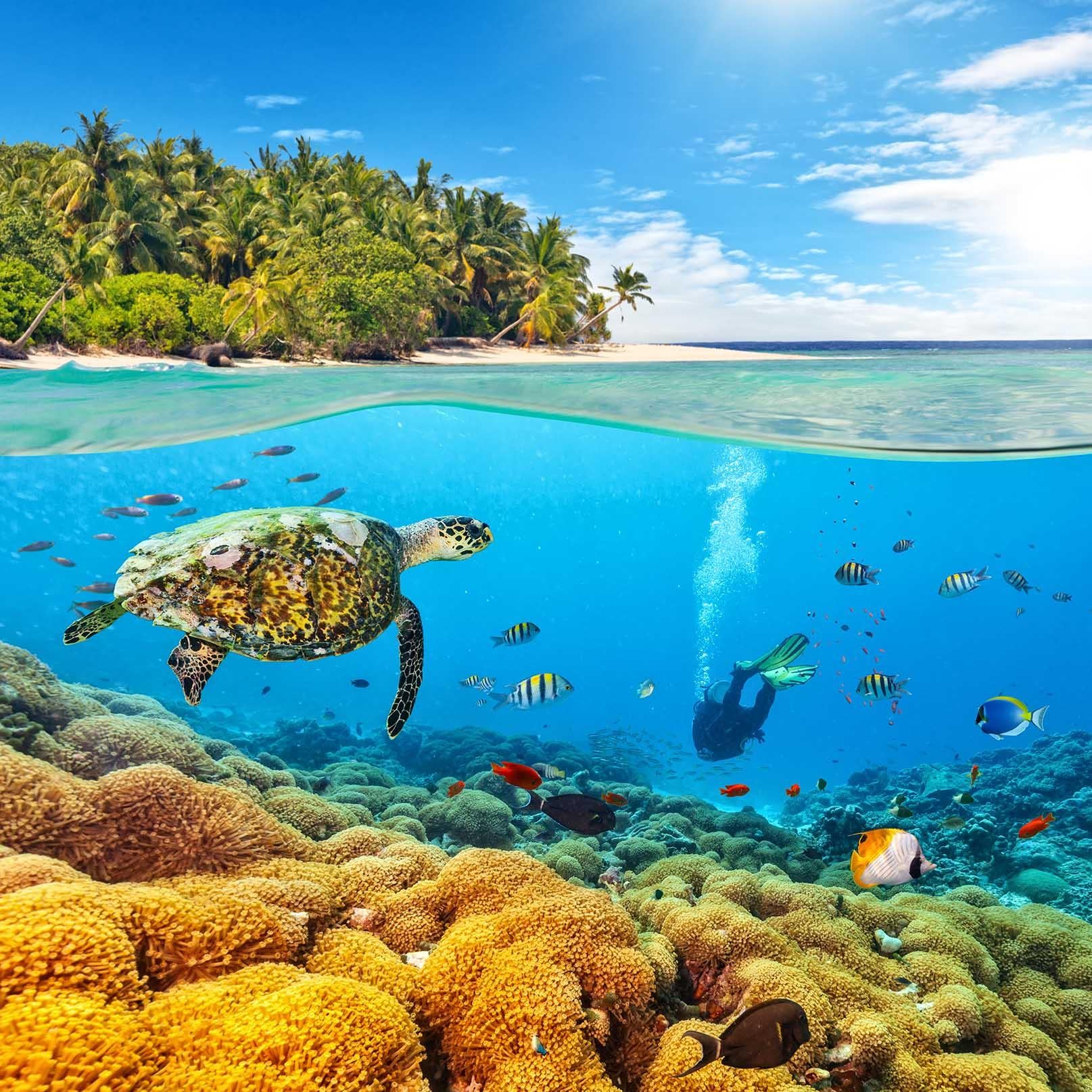 3D Blue Forest Sea Turtle Coral Fish Diving Quilt Cover Set Bedding Set Pillowcases 10- Jess Art Decoration