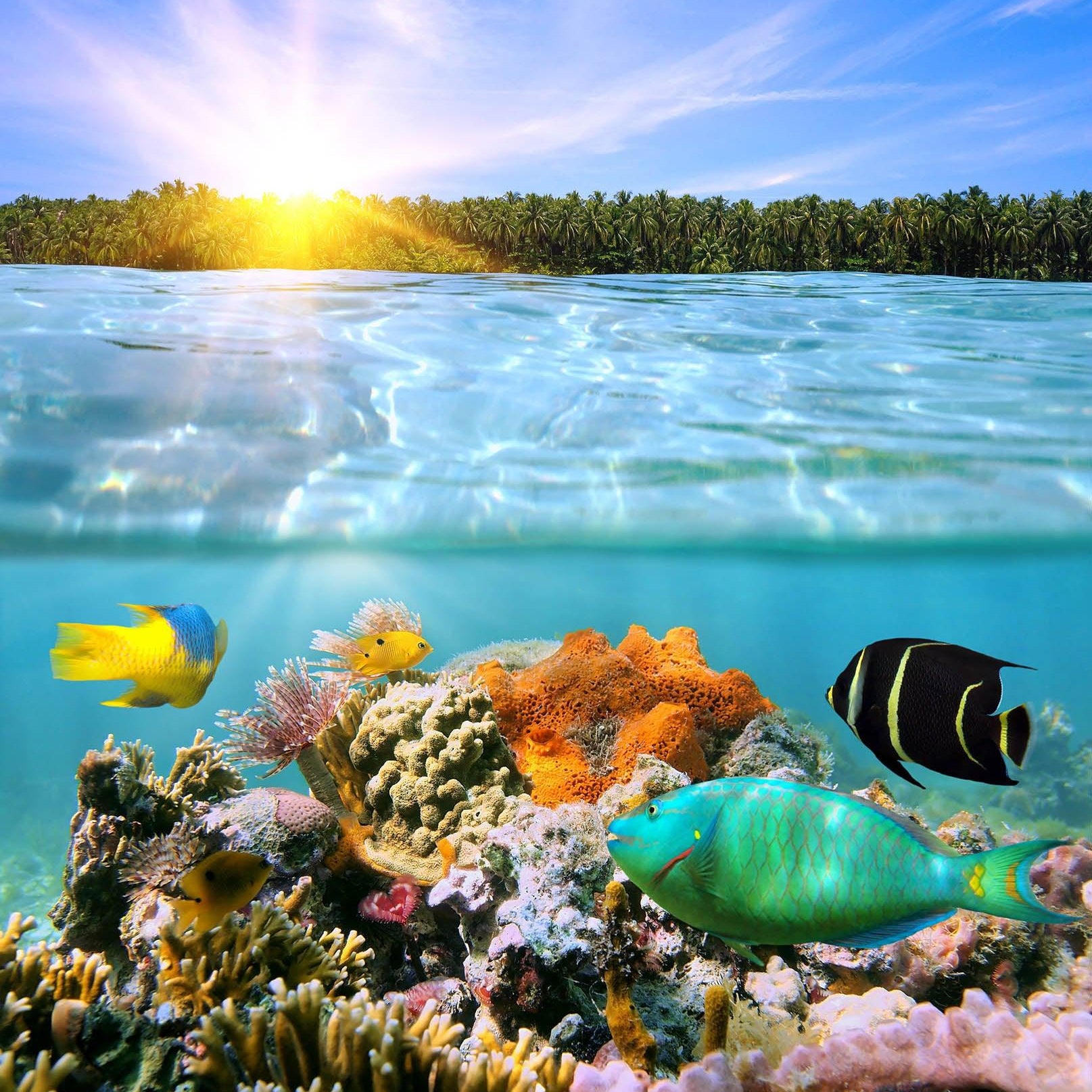 3D Blue Sea Coral Fish Forest Quilt Cover Set Bedding Set Pillowcases 06- Jess Art Decoration