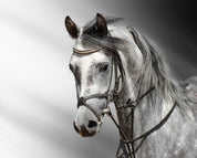 3D black white horse wall mural  Wallpaper 18- Jess Art Decoration