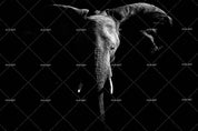 3D Black White Elephant Wall Mural Wallpaper 129- Jess Art Decoration