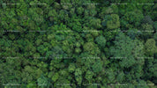 3D Overlooking Green Jungle Wall Mural Wallpaper 61- Jess Art Decoration