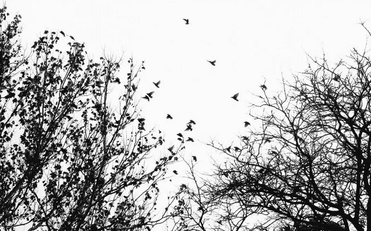 3D black white jungle bird wall mural wallpaper 35- Jess Art Decoration