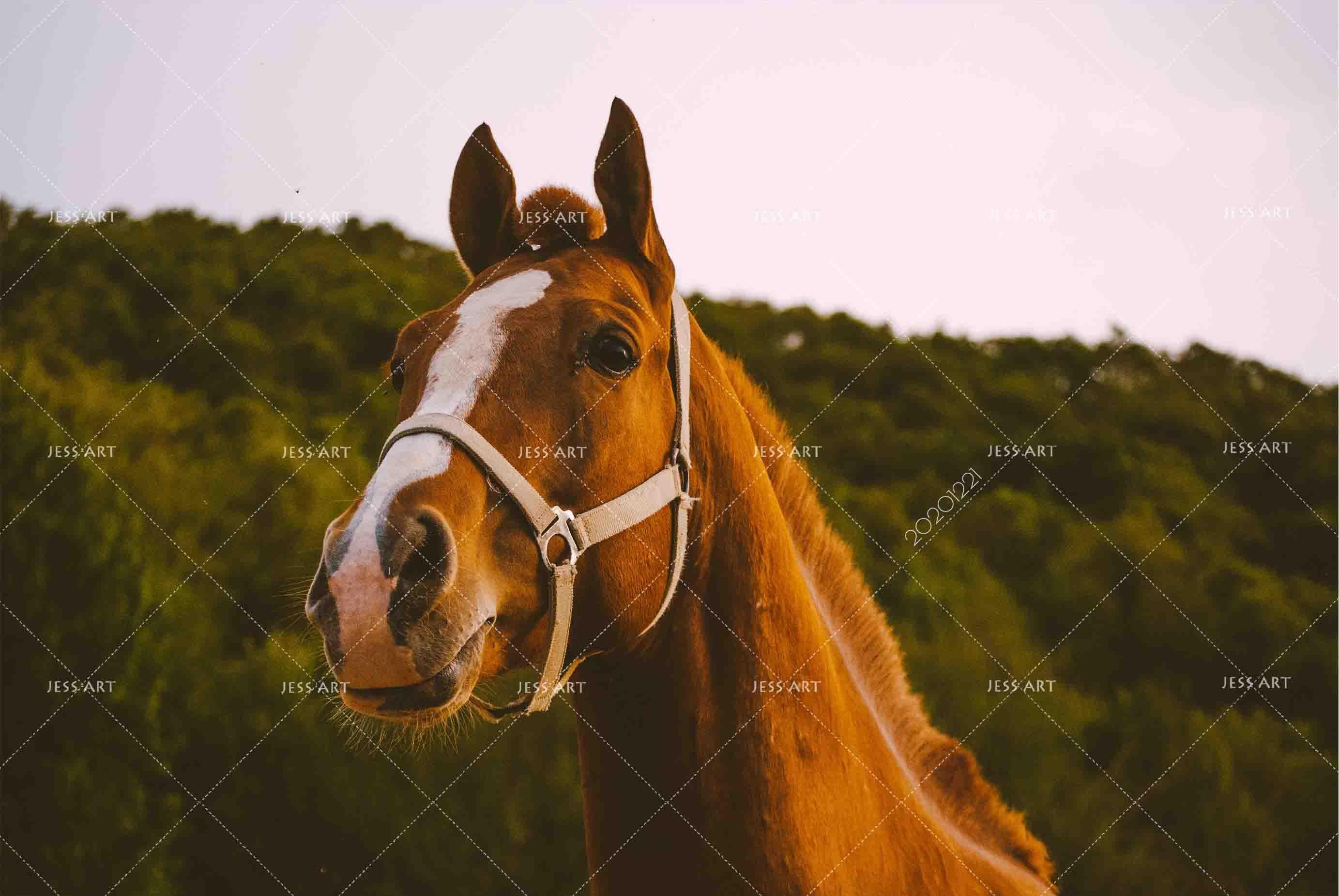 3D Forest Animal Horse Wall Mural Wallpaper LQH 13- Jess Art Decoration