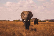 3D Africa Grassland Elephant Wall Mural Wallpaper SWW1641- Jess Art Decoration