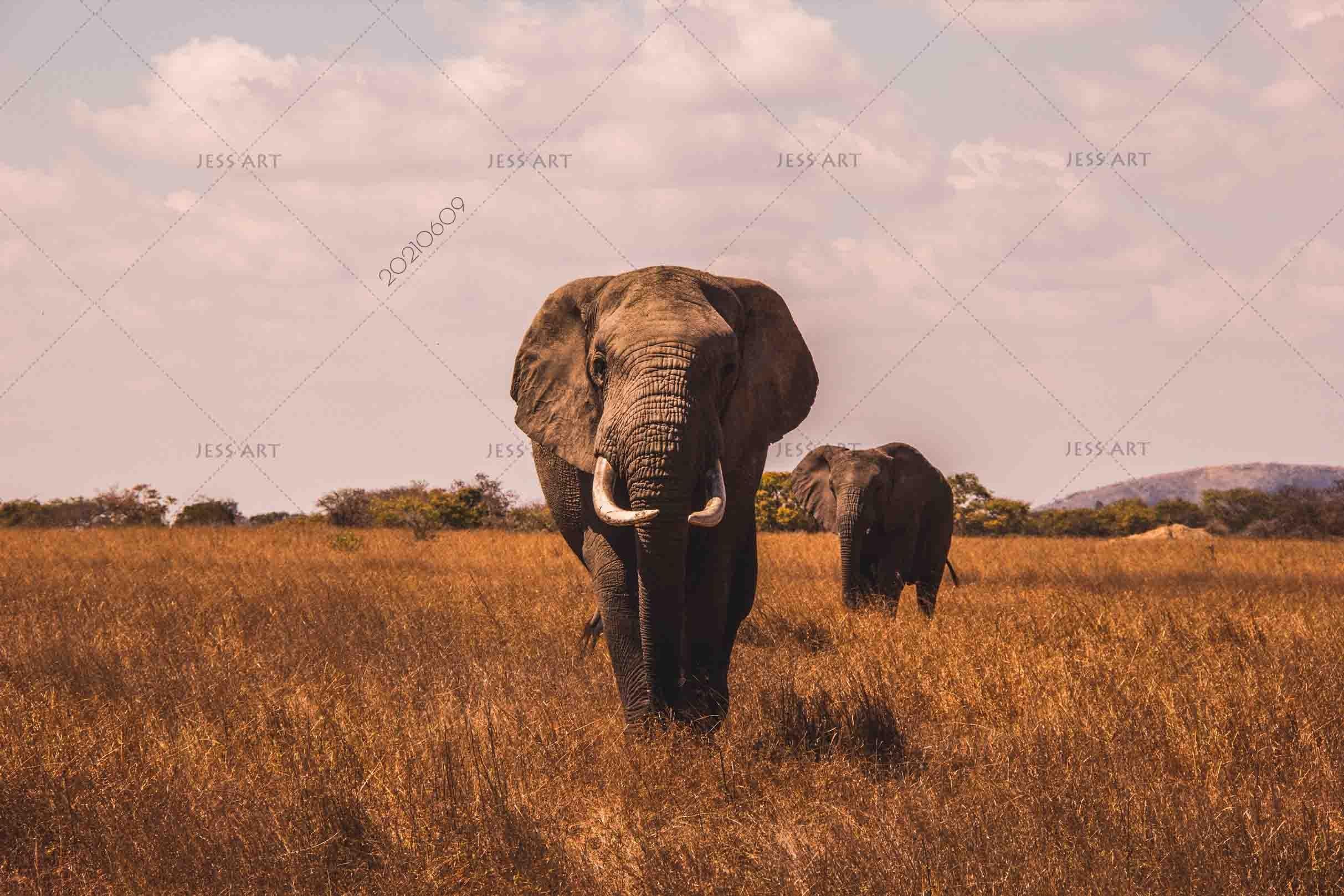 3D Africa Grassland Elephant Wall Mural Wallpaper SWW1641- Jess Art Decoration