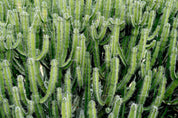 3D Green Cactus Background Wall Mural Wallpaper SWW2966- Jess Art Decoration