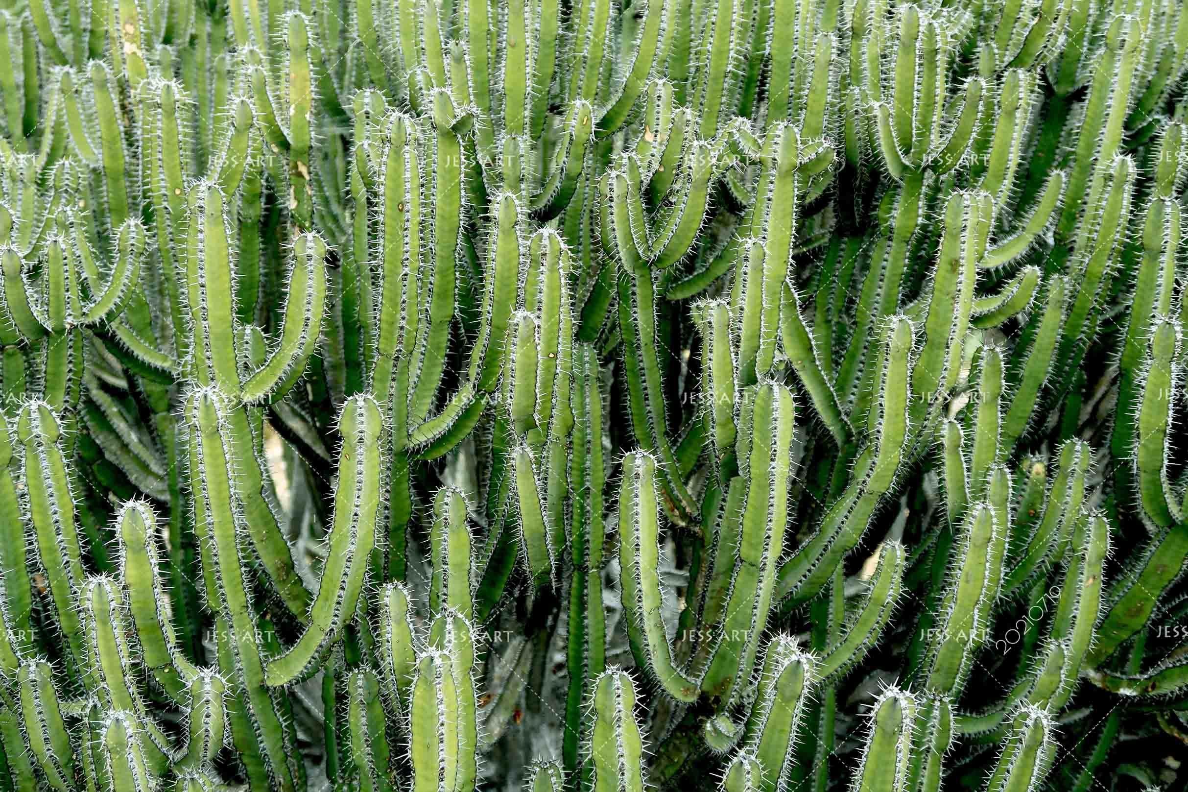 3D Green Cactus Background Wall Mural Wallpaper SWW2966- Jess Art Decoration