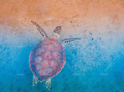 3D Hand-painted Fantasy Ocean Beach Turtle Wall Mural Wallpaper SWW1645- Jess Art Decoration