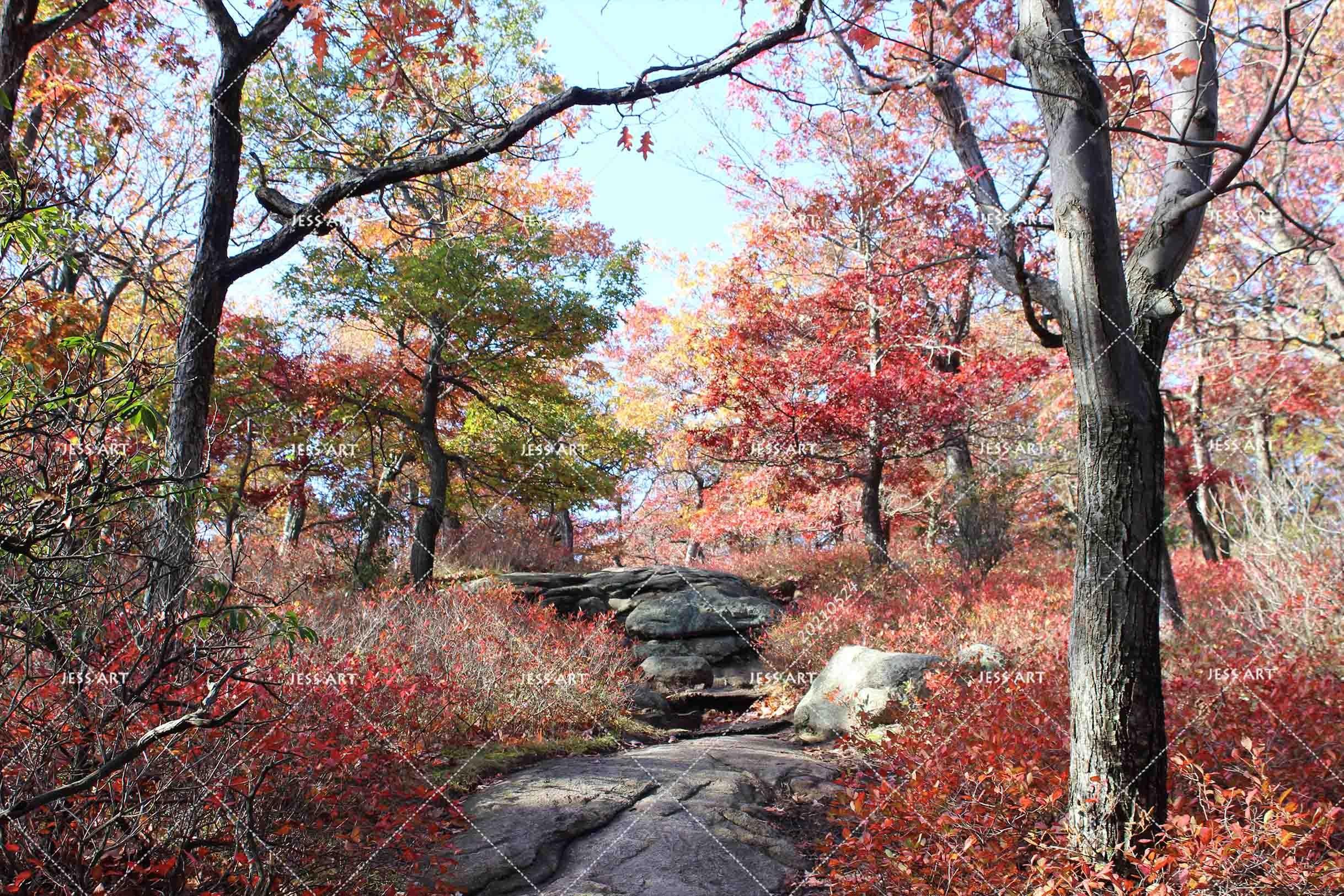 3D Nature Red Maple Trunk Path Wall Mural Wallpaper SWW140- Jess Art Decoration